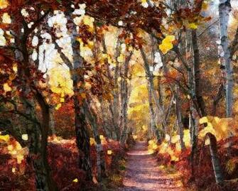 Abstract Silver Birch Trees Wallpaper