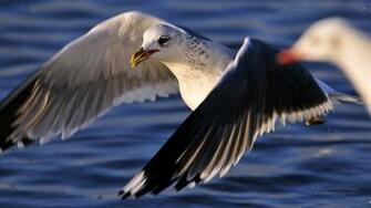 Seagulls Wallpaper Desktop X