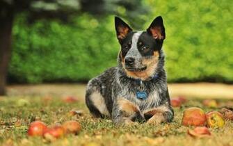 Wallpaper Blue Heeler Autumn Australian Cattle Dog