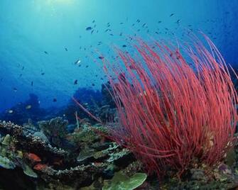 Underwater Wallpaper