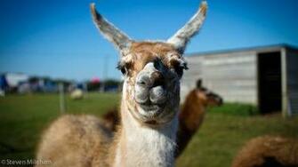 HD Llama Face Wallpaper