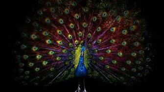 Birds Feathers Artwork Black Background Peacocks Wallpaper