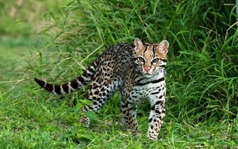 Clouded Leopard Wallpaper