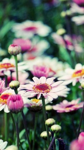 Floral iPhone Plus Wallpaper For A Sunny Spring