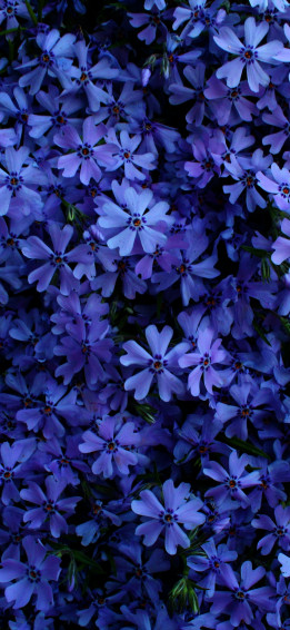 Blue Flowers Wallpaper 4k 5k Floral Blossom