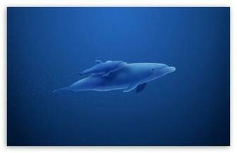 Blue Dolphins HD Desktop Wallpaper Widescreen High Definition