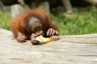 Orangutan Photos Wallpaper Desktop Background