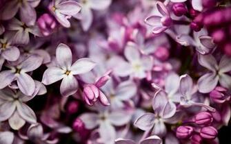 Lilac Wallpaper Flower