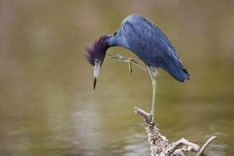 Blue Heron HD Wallpaper Background Image Id
