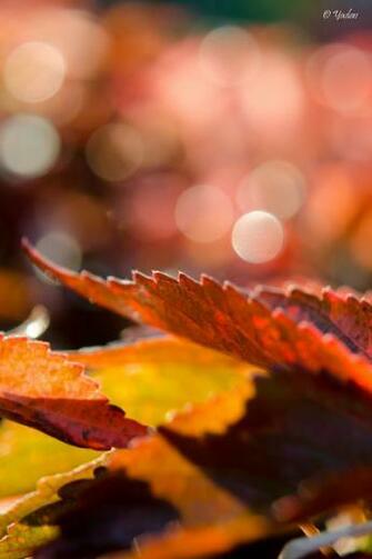 iPhone Windows Phone Android HD Wallpaper By Yadavthyagaraj On