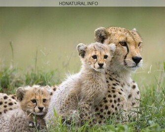 Exotic Animals HD WallpaperHD Wallpaper