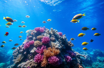 Aquarium HD 1080p Wallpaper