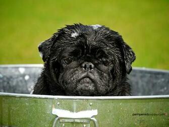 Pug Puppies Wallpaper White Desktop Background