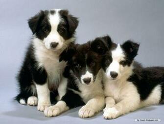 Dogs Image Puppy Wallpaper HD And Background Photos