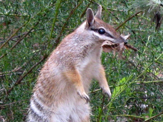 Numbat Wallpaper