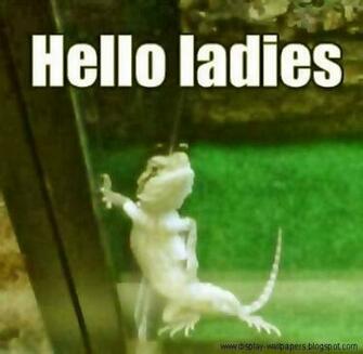 Wallpaper Really Very Funny Stupid Pictures