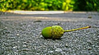 Acorn Wallpaper HD S