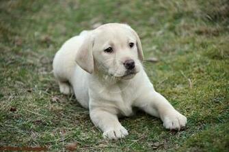 Black N Yellow Labrador Dog Wallpaper Desktop Full