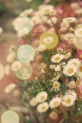 Daisy iPhone Wallpaper Background Background