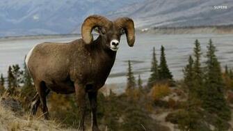 Sheep Image HD Wallpaper And Background Photos