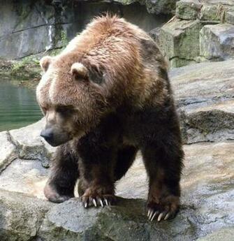 Kodiak Bear By Maerocks