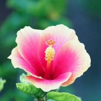 Pure Pink Flower iPad Wallpaper iPhone