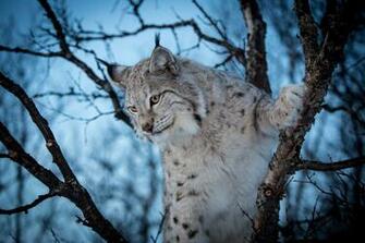 Lynx Wildcat D Wallpaper