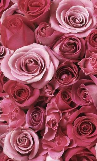 Roses Live Wallpaper 4bd455 H900 Jpg