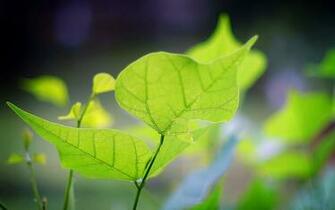3d Cg Pc Wallpaper Red Green Leaf Hq Gc Image
