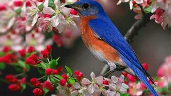Oiseau Innocent Wallpaper