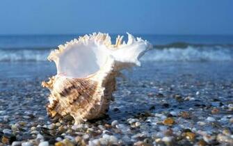 Sea Shells Wallpaper