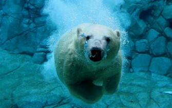 Animal Desktop Background HD Wallpaper