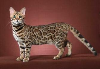 Red Bengal Cat HD Wallpaper Background Image