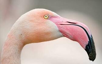 Portrait Of A Pink Flamingo Wallpaper