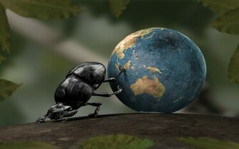 Bug Beetle Wallpaper And Image Pictures Photos