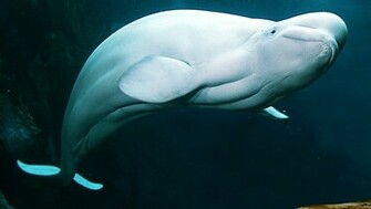 Beluga Whale Computer Wallpaper Amazing Wallpaperz