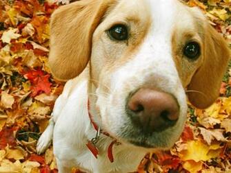 Beagle Desktop Pc And Mac Wallpaper