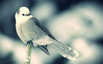 Gray Bird Wallpaper