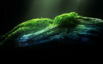Moss Nature Tree Green Macro Light Wood