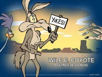 Wilee Quixote Image Wile E Coyote Beep Wallpaper Photos