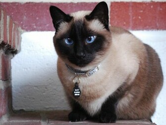 Cats Pretty Siamese Cat Blue Eyes Wallpaper Full HD