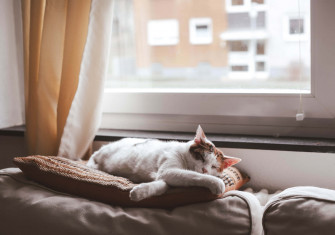 The Lackadaisical Life Of A Feline Wallpaper