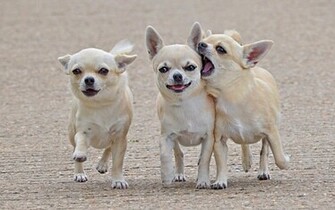 Chihuahua Wallpaper HD Early