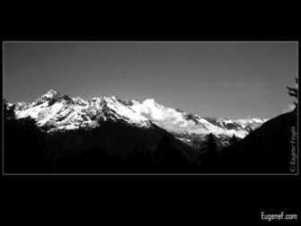 Black And White Nature Wallpaper Amazing Spring