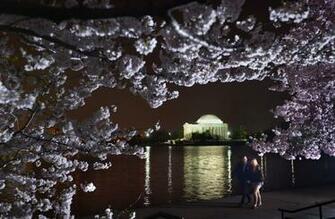 Dc Cherry Blossom HD Landscape Wallpaper