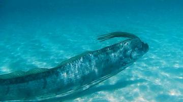 Oarfish The Ultimate Fish Tale Beautiful Sea Creatures