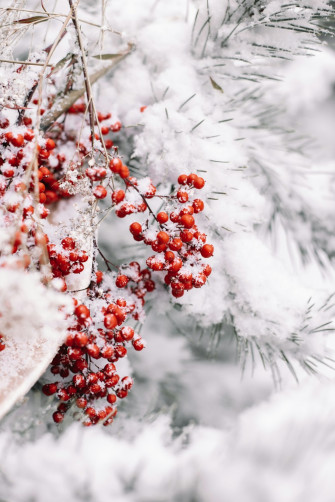 Christmas Snow Pictures Image