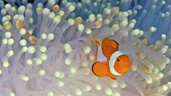 Clown Fish Wallpaper Net
