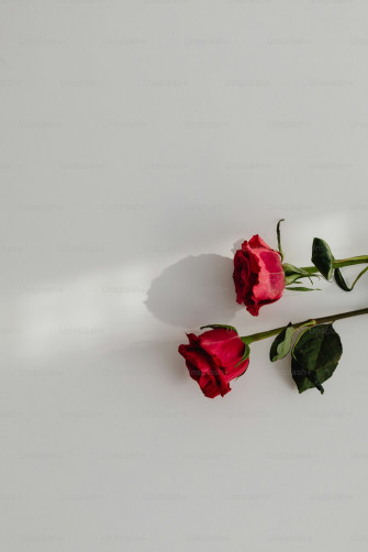 Hq Rose On Book Pictures Image