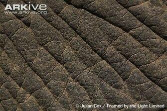 Elephant Skin Used Image Search Results